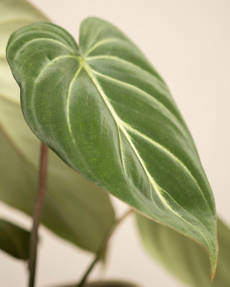 feey-philodendron-gloriosum-zimmerpflanze image 2
