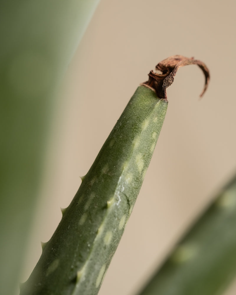 feey-echte-aloe-vera-zimmerpflanze image 5