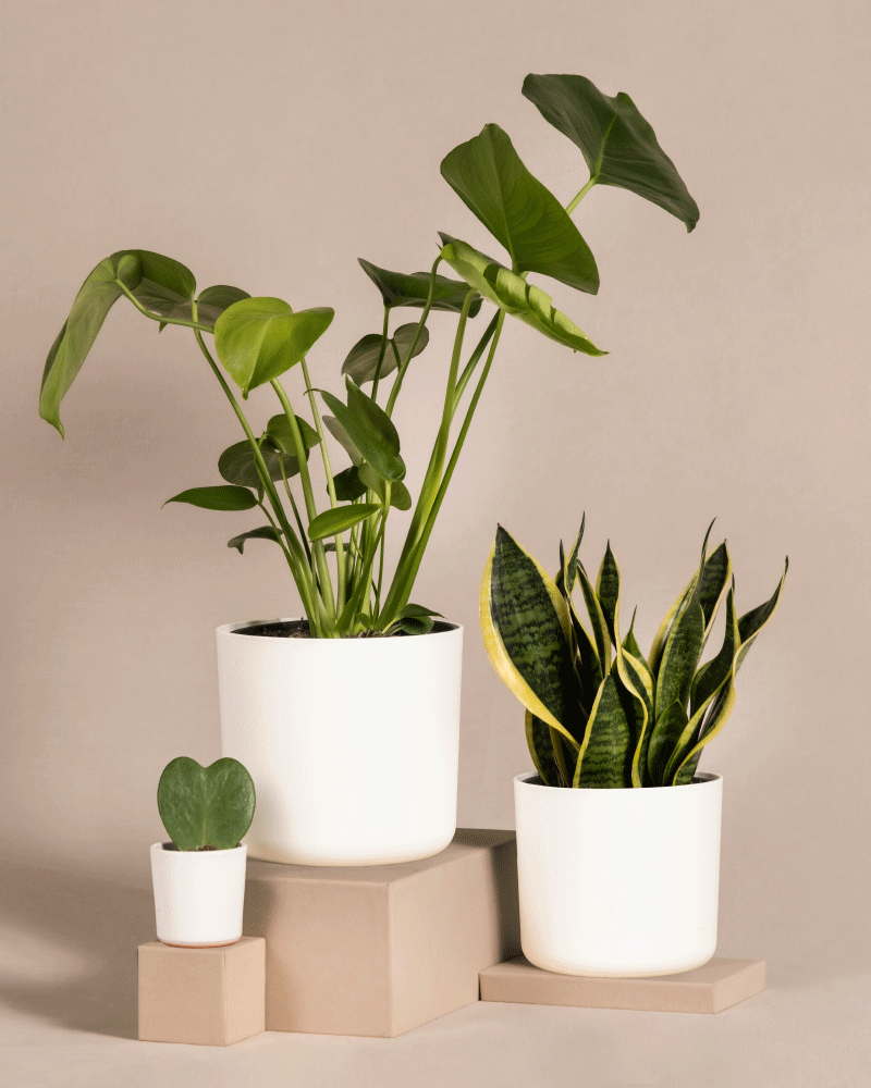 feey-pflanzen-bestseller-trio-monstera-sansevieria-hoya-set image 7