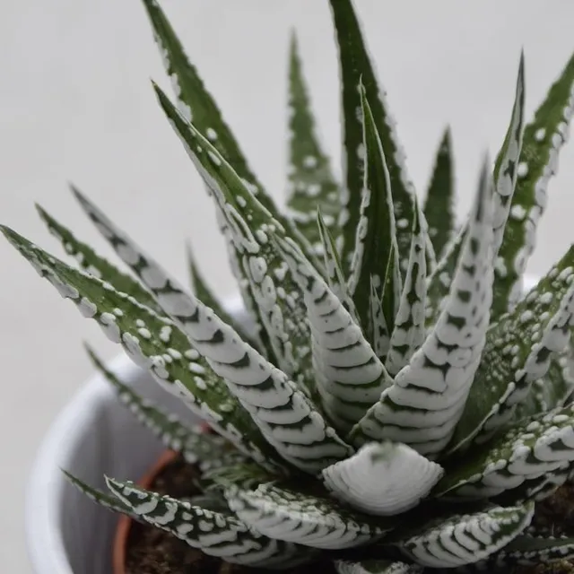 pasiora-haworthia-fasciata-alba-sukkulente-8-5cm image 1