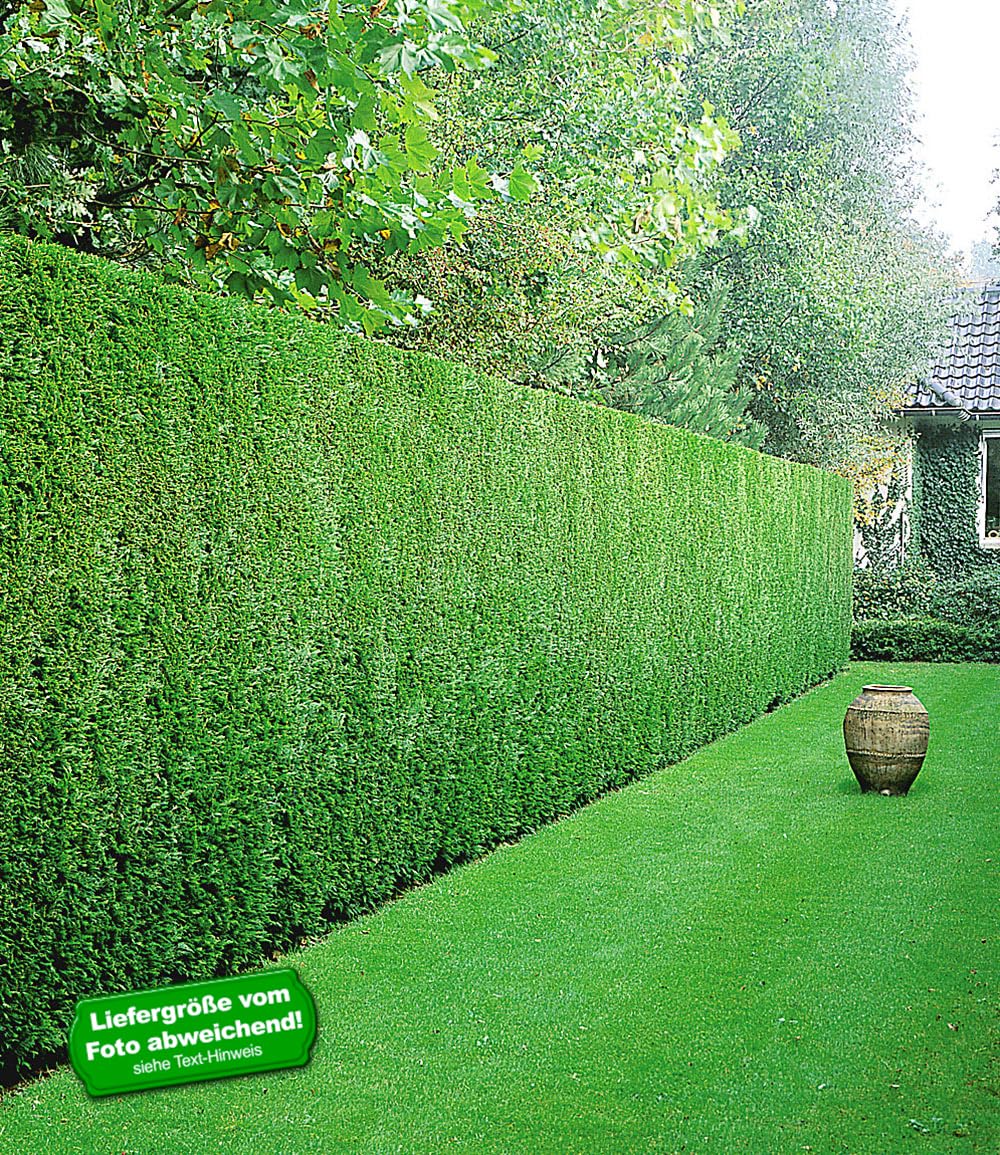 baldur-garten-leyland-zypressen-hecke-50-pflanzen-im-9x9-cm-topf image 2