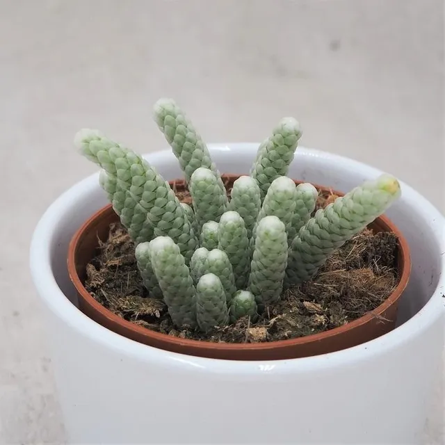 pasiora-avonia-papyracea-sukkulente-8-5cm-topf image 1