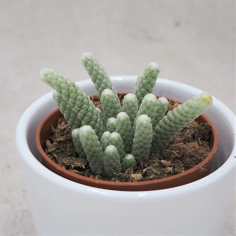 pasiora-avonia-papyracea-sukkulente-8-5cm-topf image 1