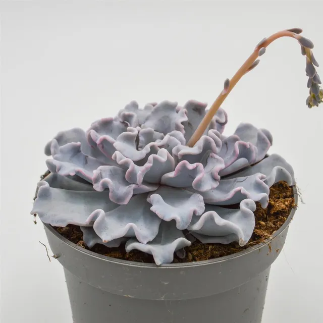 pasiora-echeveria-crispate-beauty-sukkulente-13cm-topf image 1
