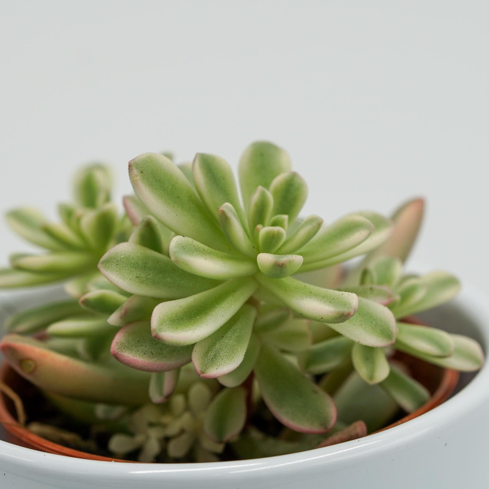 pasiora-sedum-joyce-tulloch-f-variegata-5-5cm image 3