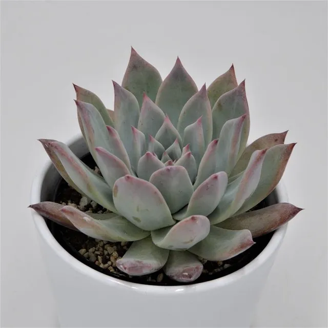 pasiora-echeveria-colorata-f-brandtii-sukkulente-10-5cm-topf image 1