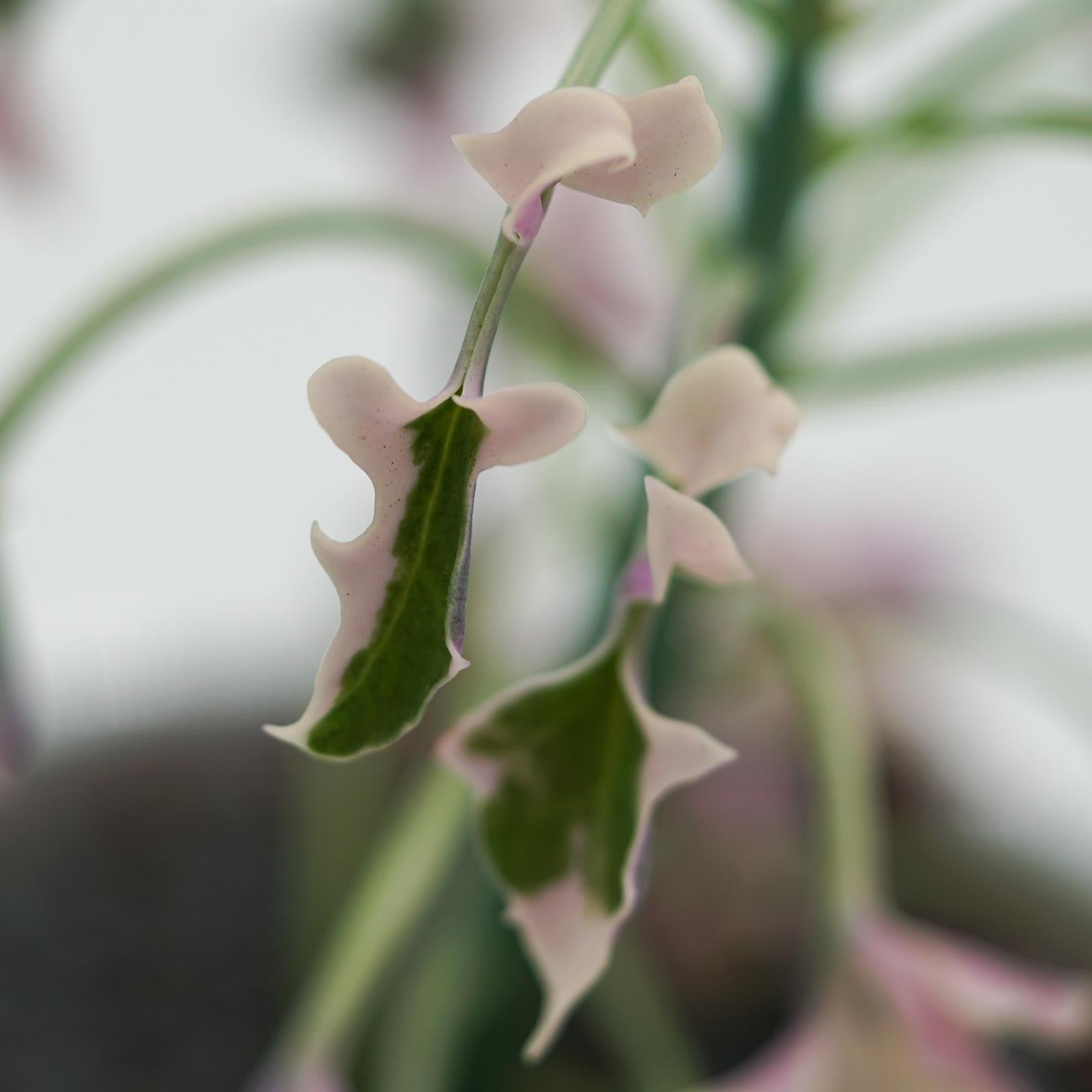 pasiora-senecio-articulatus-f-variegata-sukkulente-8-5cm-topf image 8