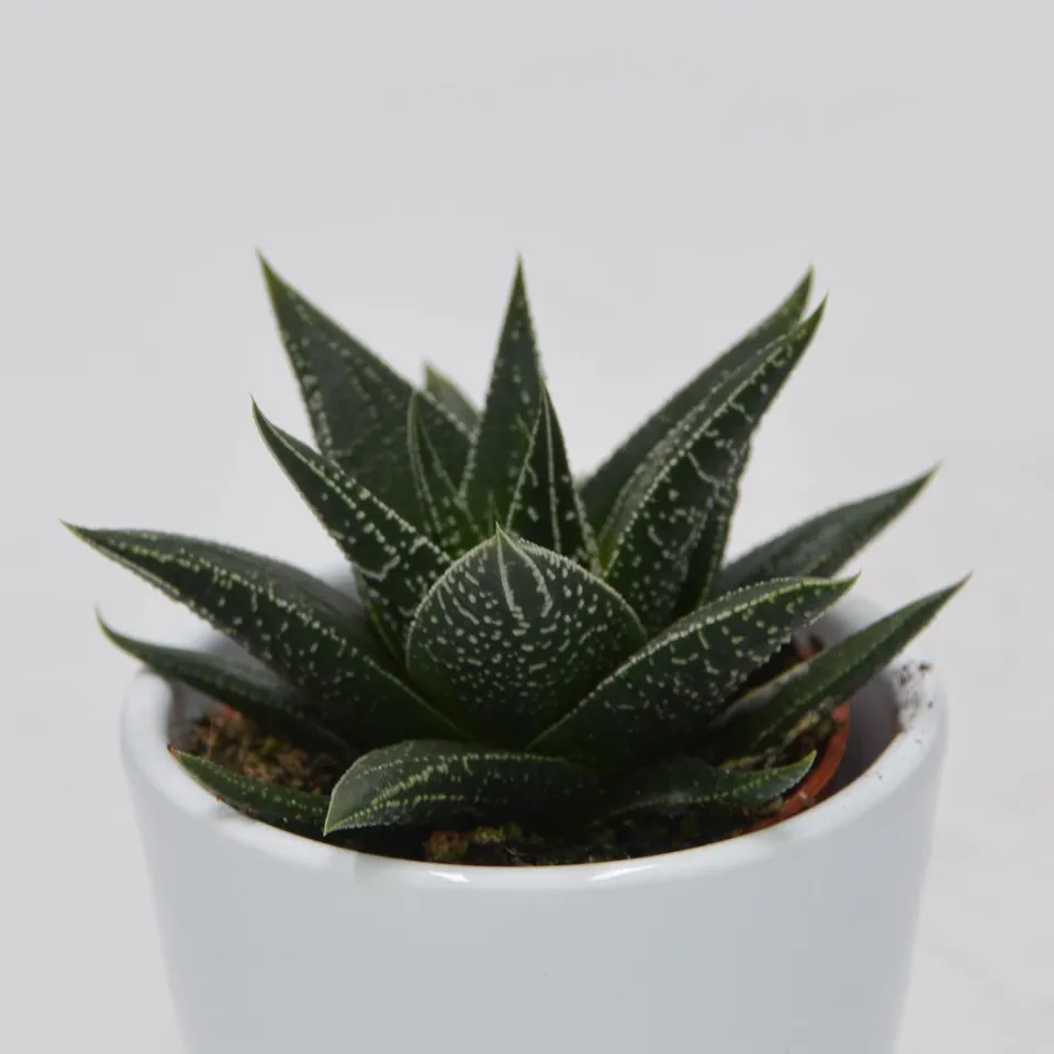 pasiora-haworthia-herbacea-sukkulente-6cm image 1