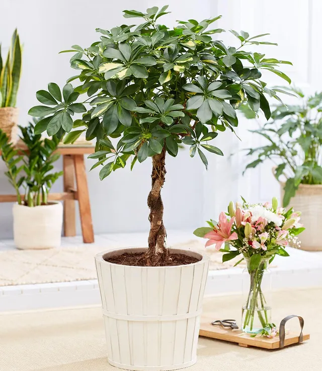 baldur-garten-schefflera-gold-capella-geflochtener-stamm-19-cm-topf image 1