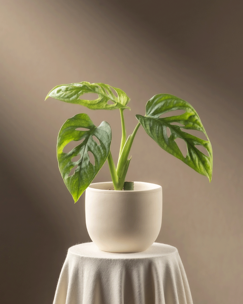 feey-monstera-adansonii-mint-babypflanze-panaschiert image 7