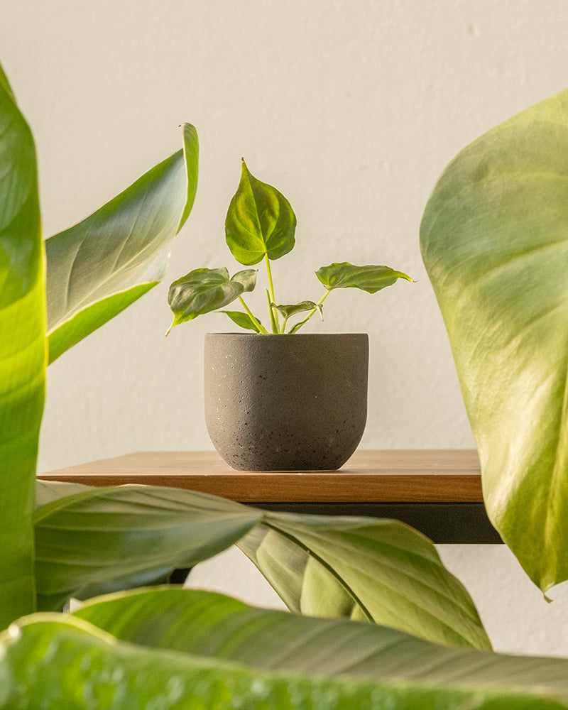 feey-philodendron-verrucosum-incensi-babypflanze-im-6-cm-topf image 4