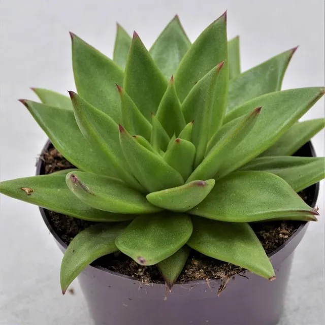 pasiora-echeveria-agavoides-lipstick-galaxy-pluto-10-5cm-topf image 1