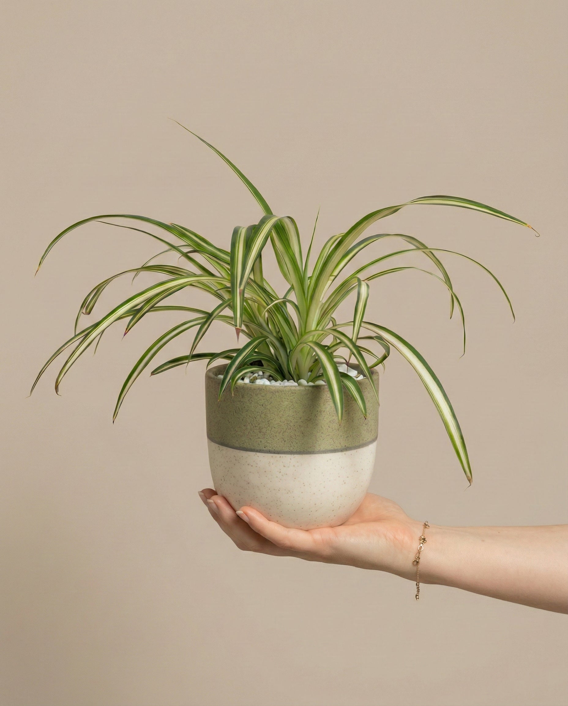 feey-gr-nlilie-chlorophytum-comosum image 1