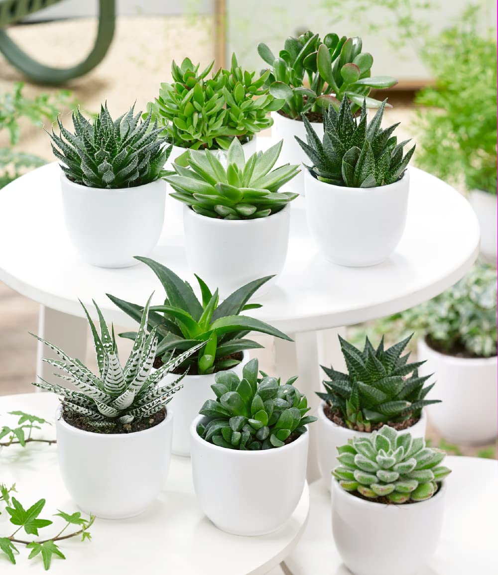 baldur-garten-3er-sukkulenten-mix-im-6-cm-topf image 3