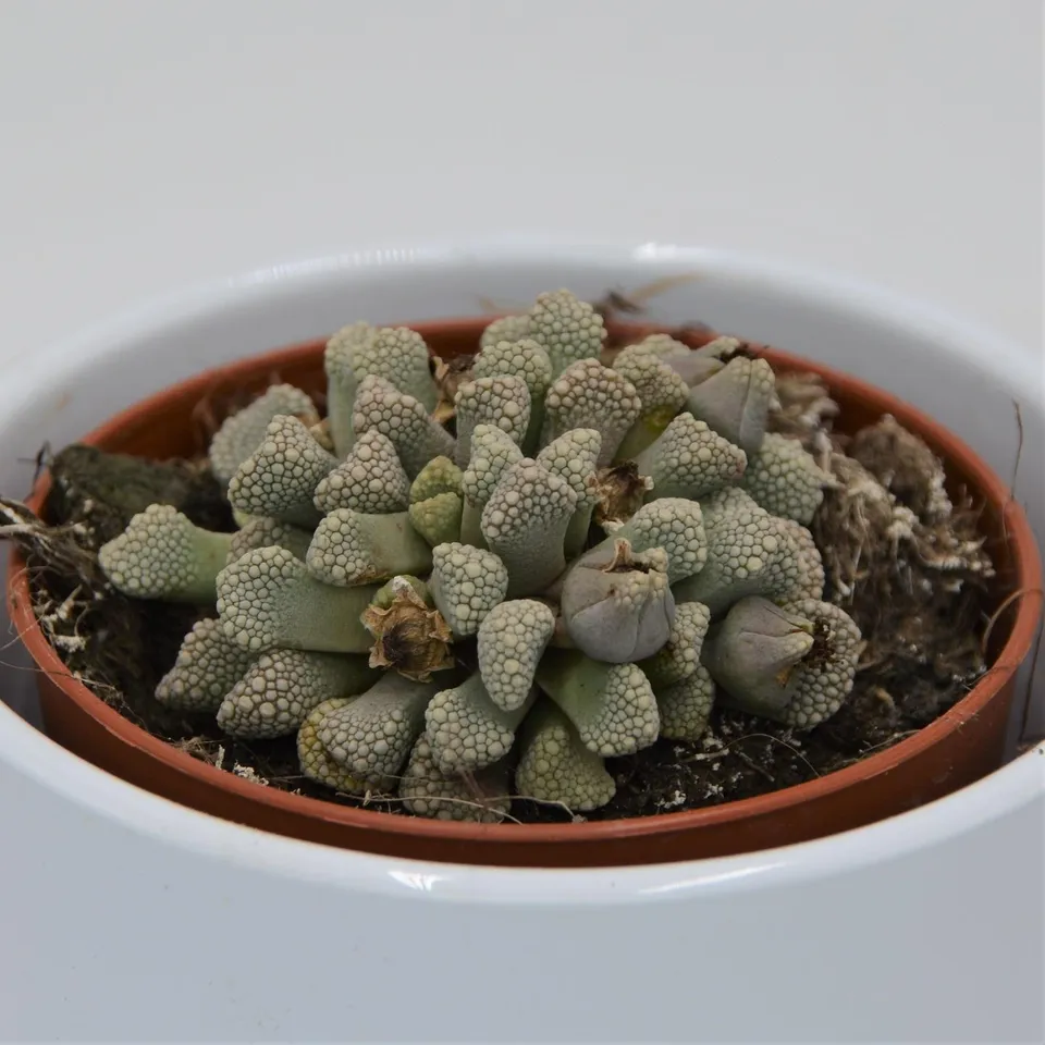 pasiora-titanopsis-schwantesii-8-5cm-echtes-kalkblatt image 1