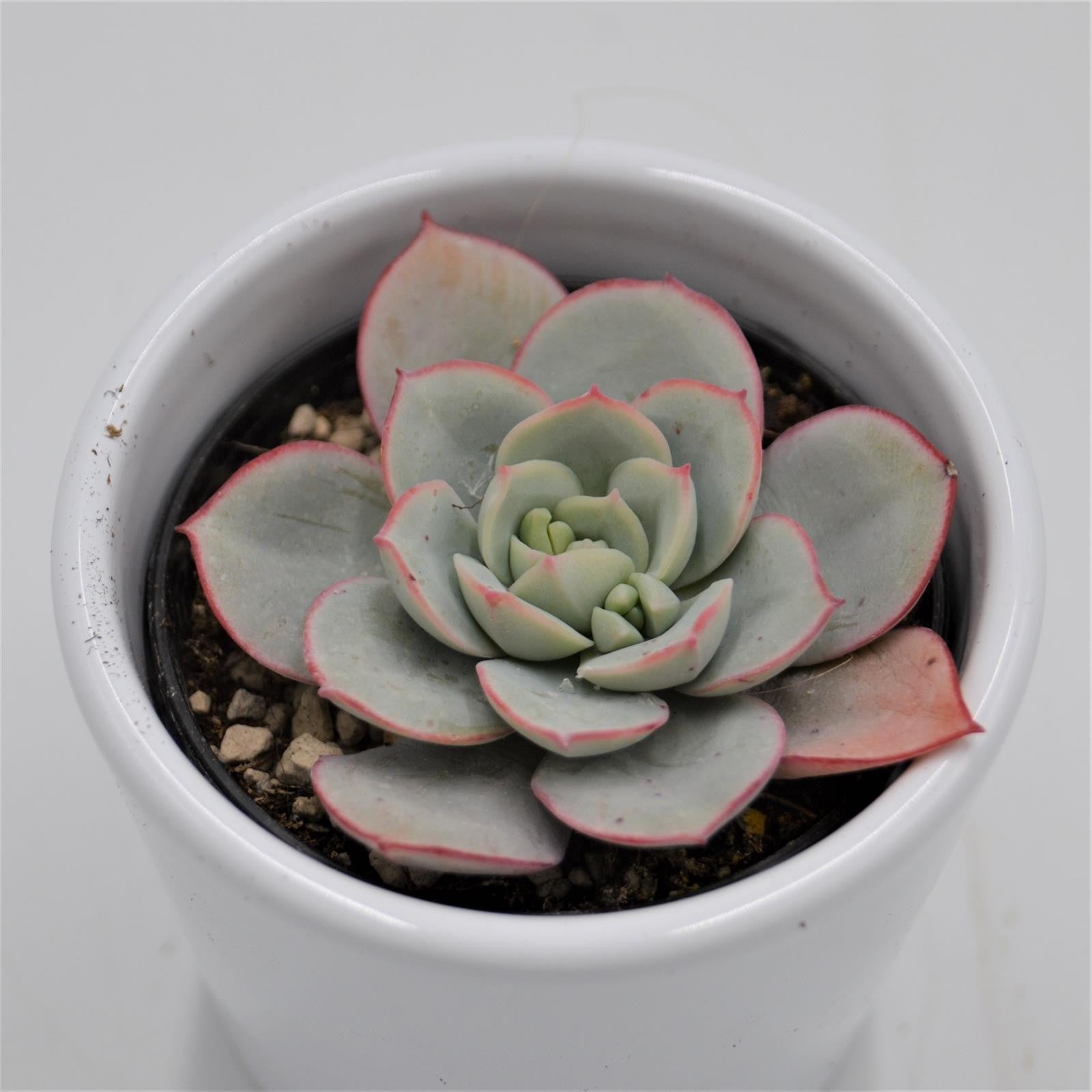 pasiora-echeveria-subcorymbosa-lau-026-sukkulente-5-5cm image 1