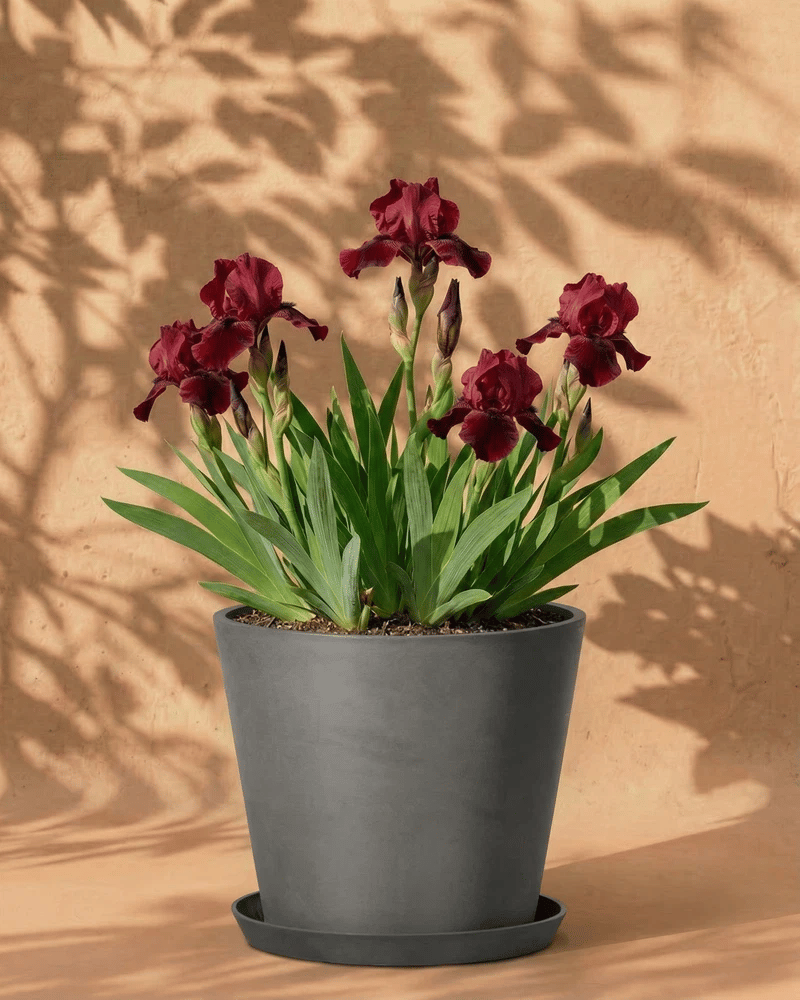 feey-iris-germanica-red-z-rote-schwertlilie-rhizome image 7