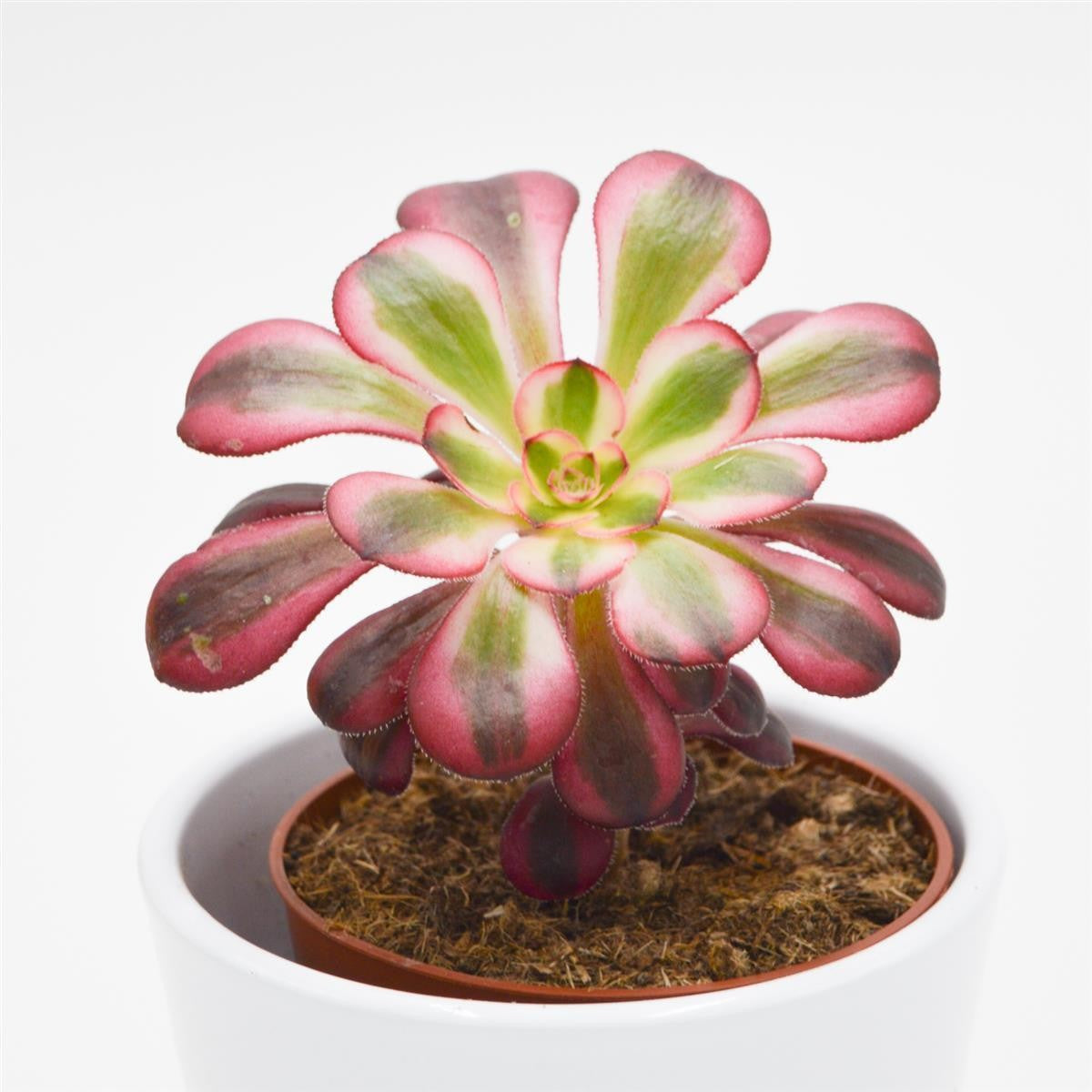 pasiora-aeonium-medusa-sukkulente-8-5cm image 2
