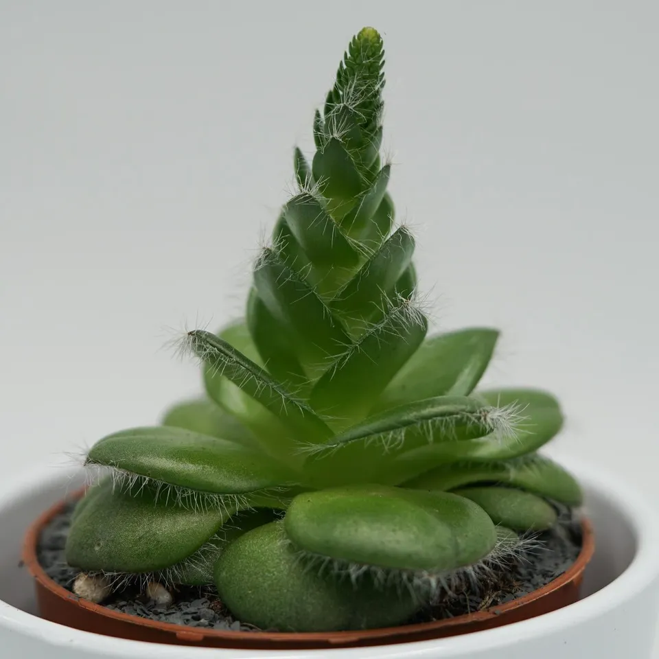 pasiora-crassula-capitella-v-setosa-dickblatt-8-5-cm-topf image 1