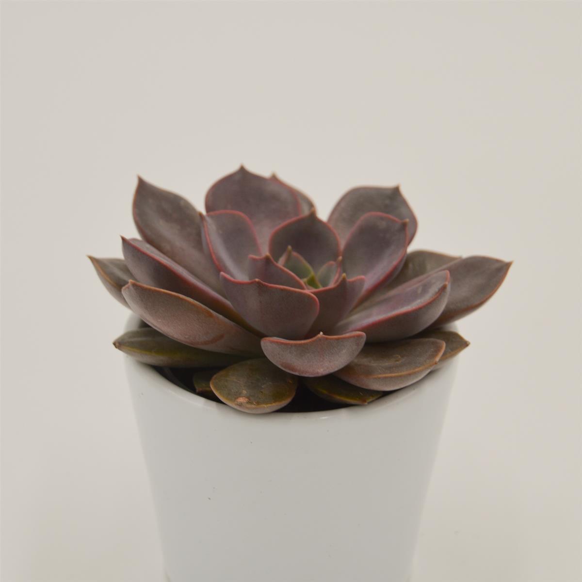 pasiora-echeveria-mina-rosetten-sukkulente-6cm-mini image 1