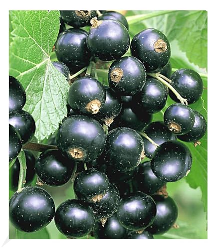 baldur-garten-johannisbeere-schwarze-titania-obstpflanze-im-2-liter-topf image 3