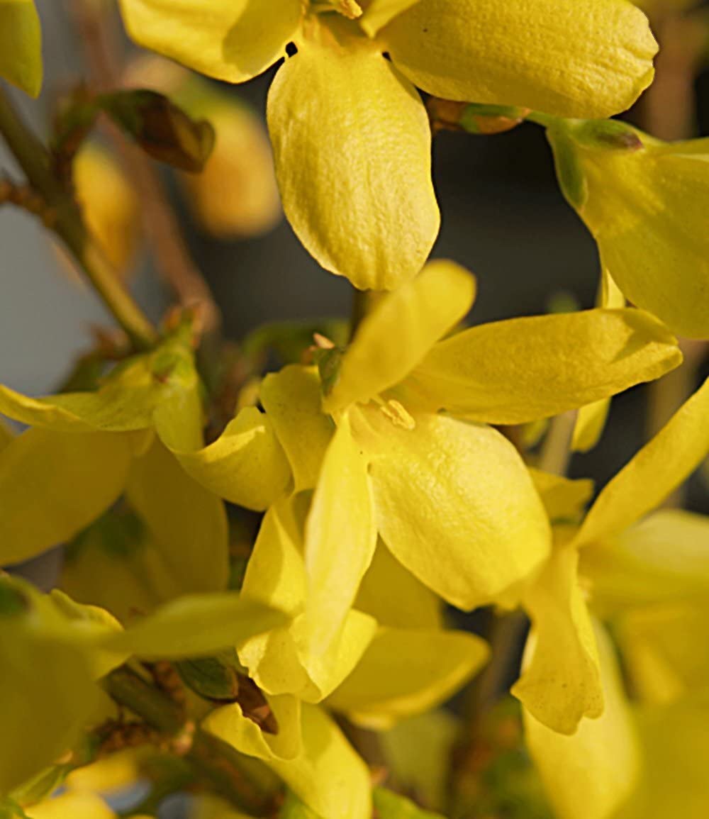 baldur-garten-forsythie-goldgl-ckchen-12-cm-topf image 3