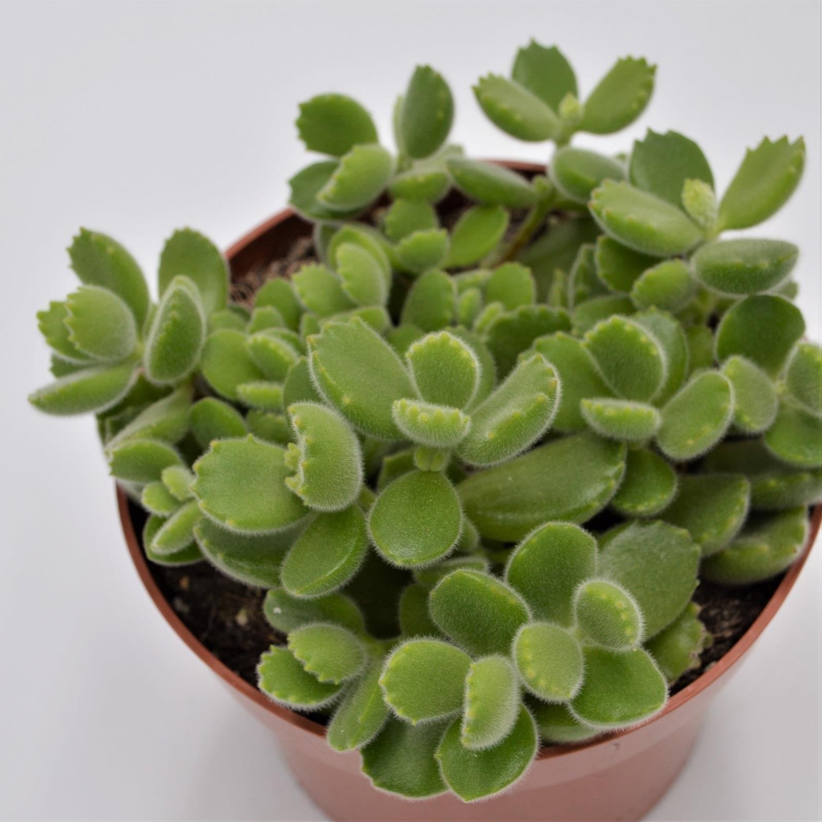 pasiora-cotyledon-tomentosa-b-rentatze-13cm image 1