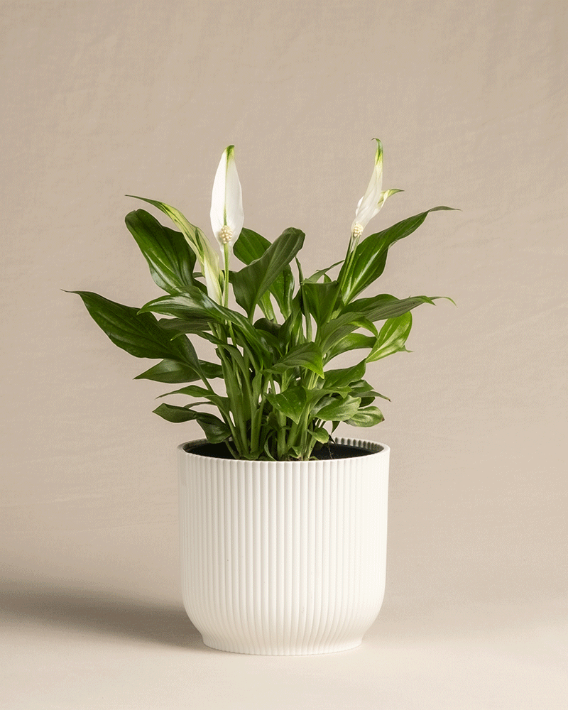 feey-einblatt-spathiphyllum-wallisii-friedenslilie-klein image 7