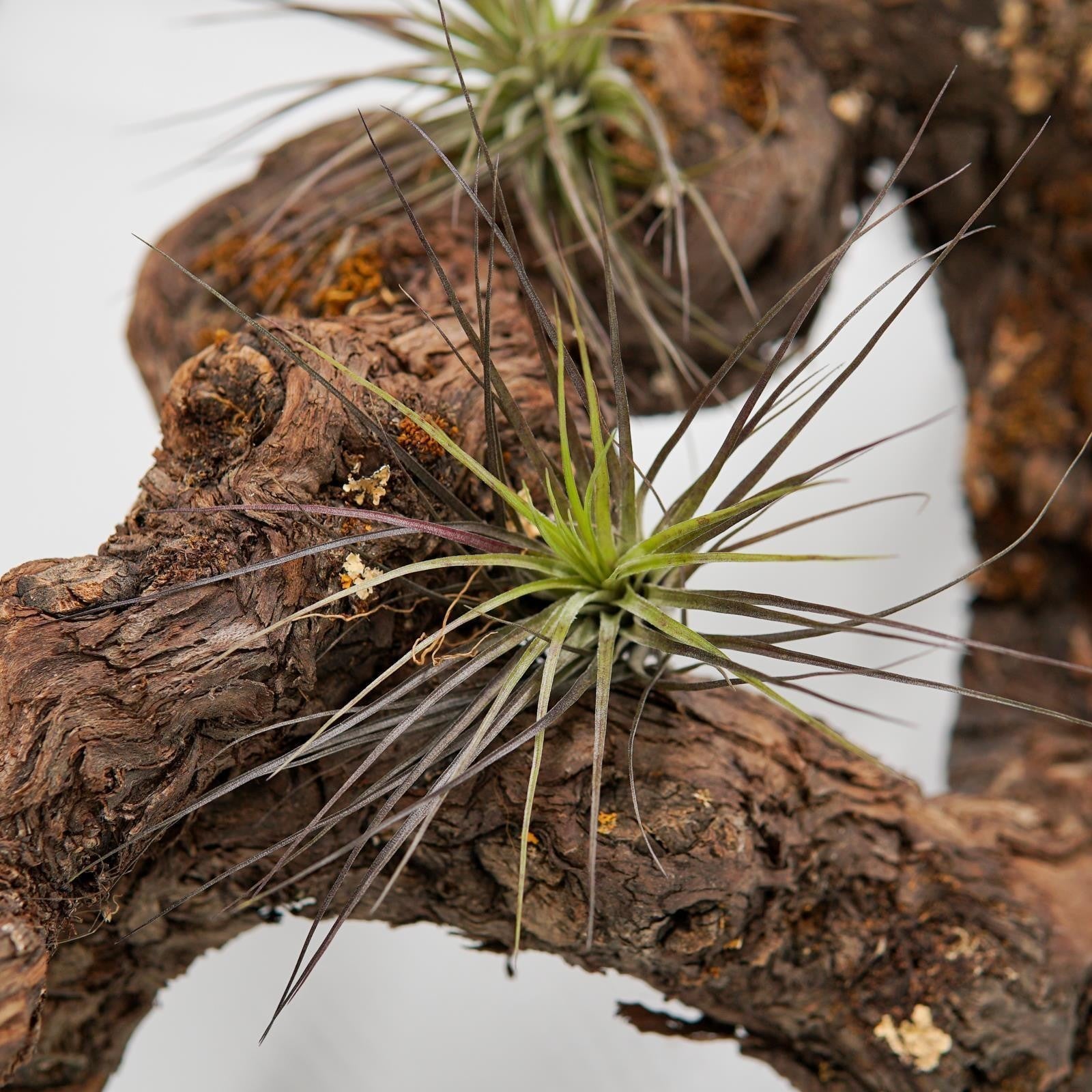 pasiora-tillandsia-stricta-luftpflanze-bromelie image 3