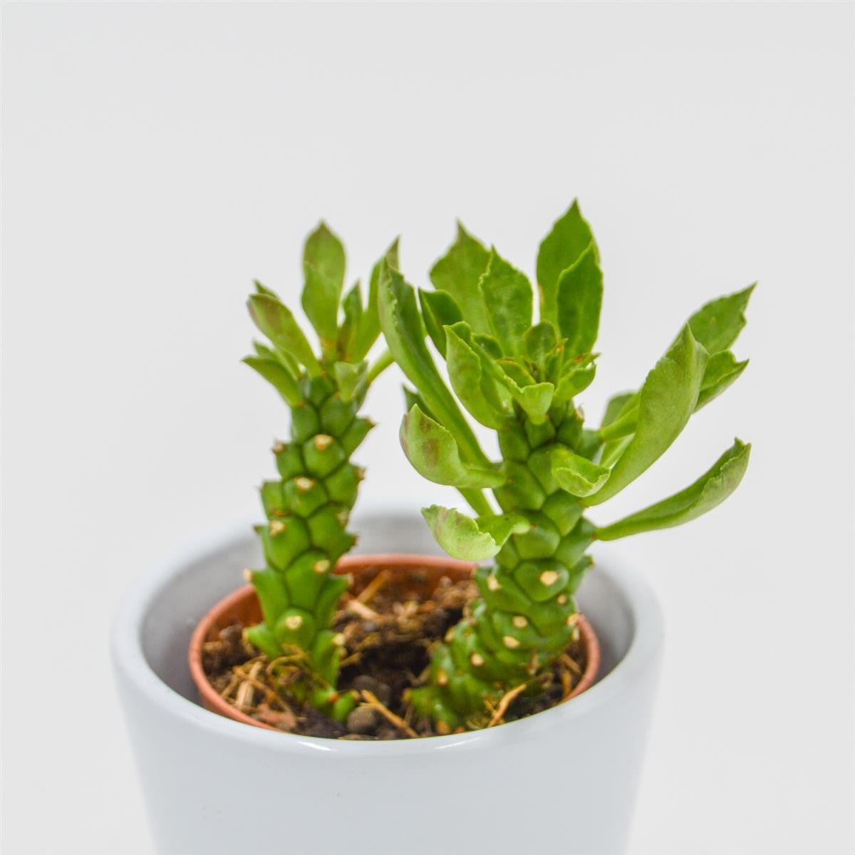 pasiora-monadenium-stapelioides-sukkulente-5-5-cm-topf image 4