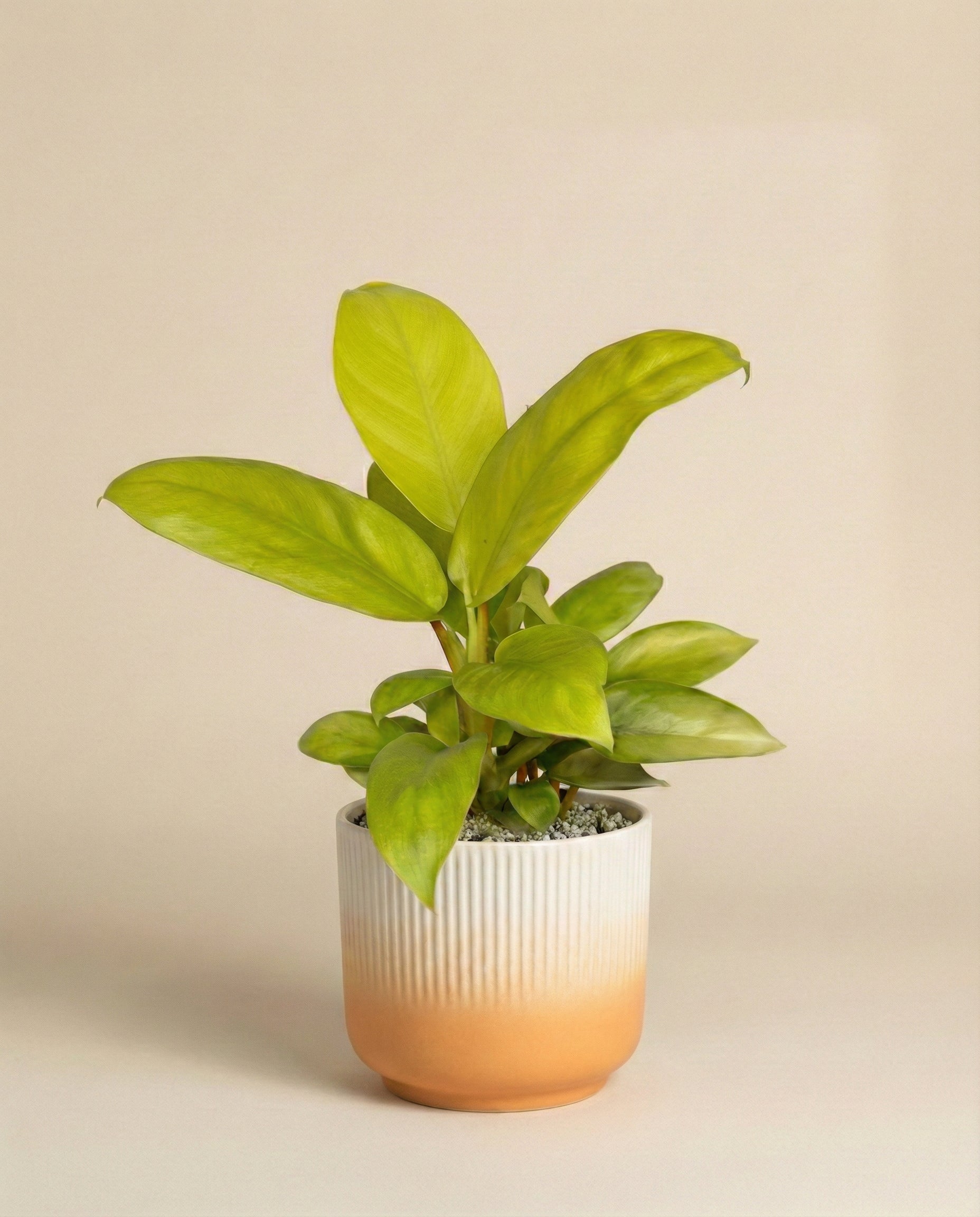 feey-philodendron-ceylon-gold-gelb-gr-ne-h-ngepflanze image 5