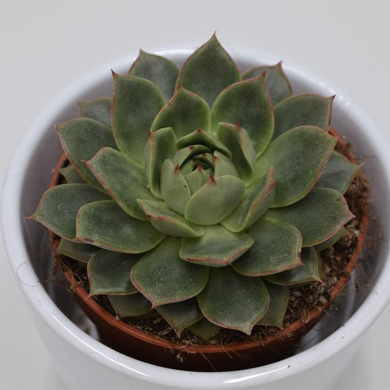 pasiora-echeveria-parva-sukkulente-8-5cm-topf image 1