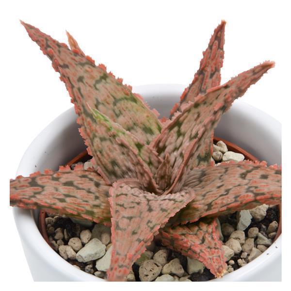 pasiora-aloe-pink-blush-hybrid-sukkulente-6-cm-topf image 1