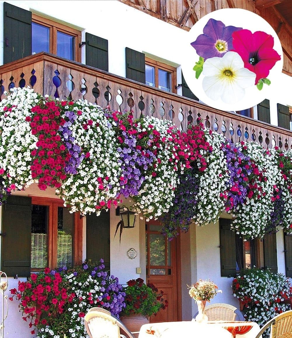 baldur-garten-6er-h-nge-petunien-alpetunia-mix-10-5-cm-topf image 1