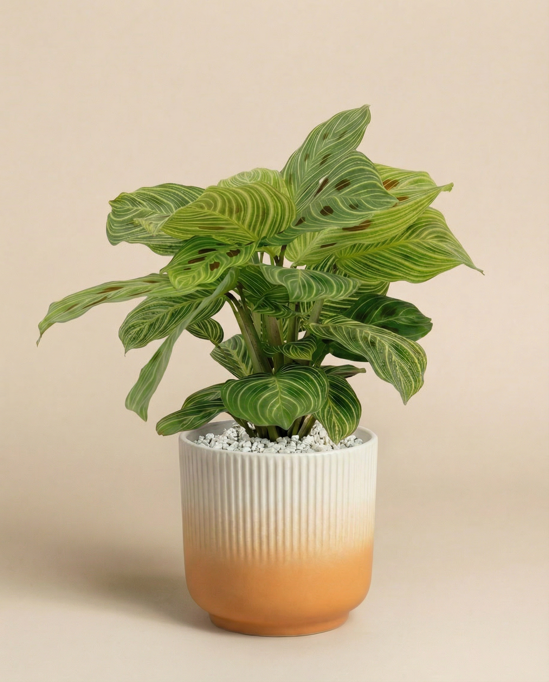 feey-maranta-light-veins-zimmerpflanze-pfeilwurz-rarit-t image 7