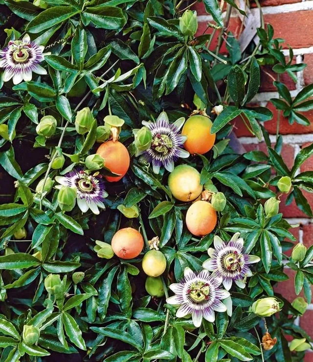baldur-garten-exotische-maracuja-pflanze-passiflora-edulis-im-9x9-cm-topf image 1
