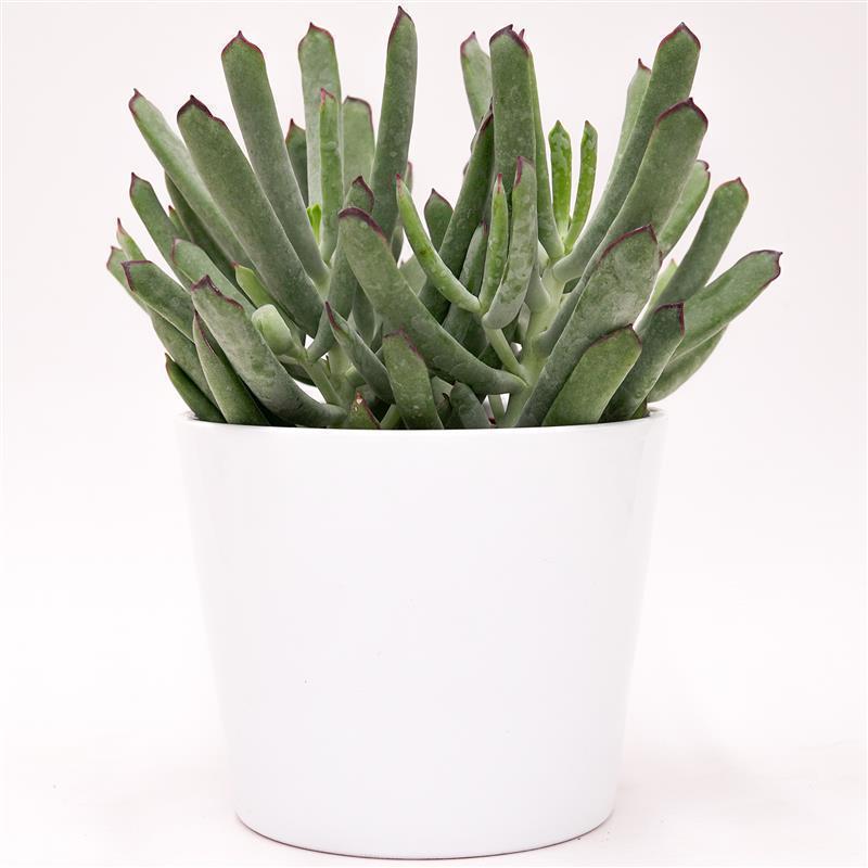 pasiora-cotyledon-octopus-sukkulente-12cm-topf image 3