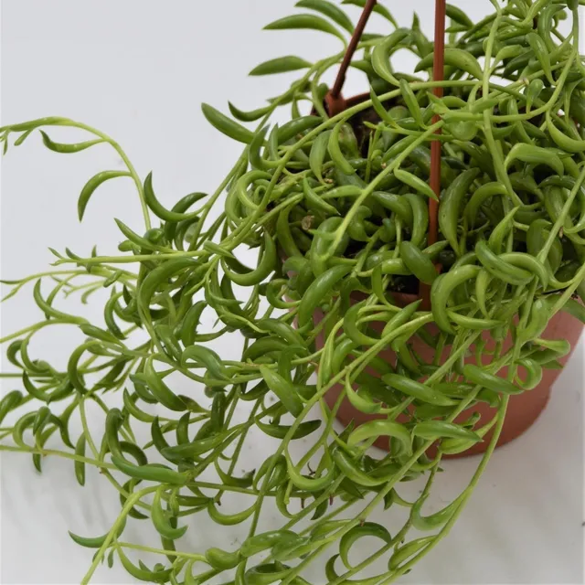 pasiora-senecio-radicans-h-ngepflanze-12cm-ampel image 1