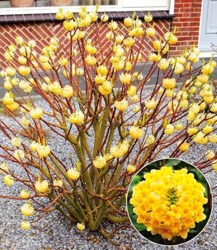 baldur-garten-edgeworthia-grandiflora-papierpflanze-13-cm-topf image 5