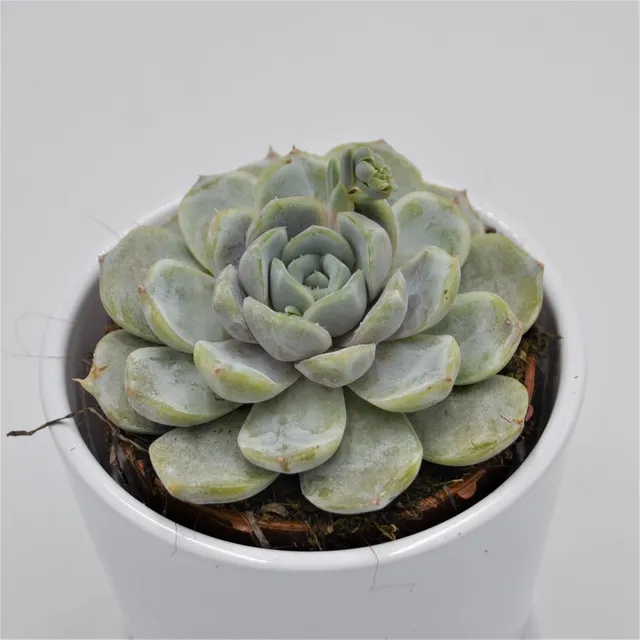 pasiora-echeveria-snow-bunny-echeverie-sukkulente-8-5cm image 1