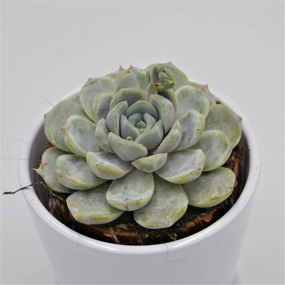 pasiora-echeveria-snow-bunny-echeverie-sukkulente-8-5cm image 1