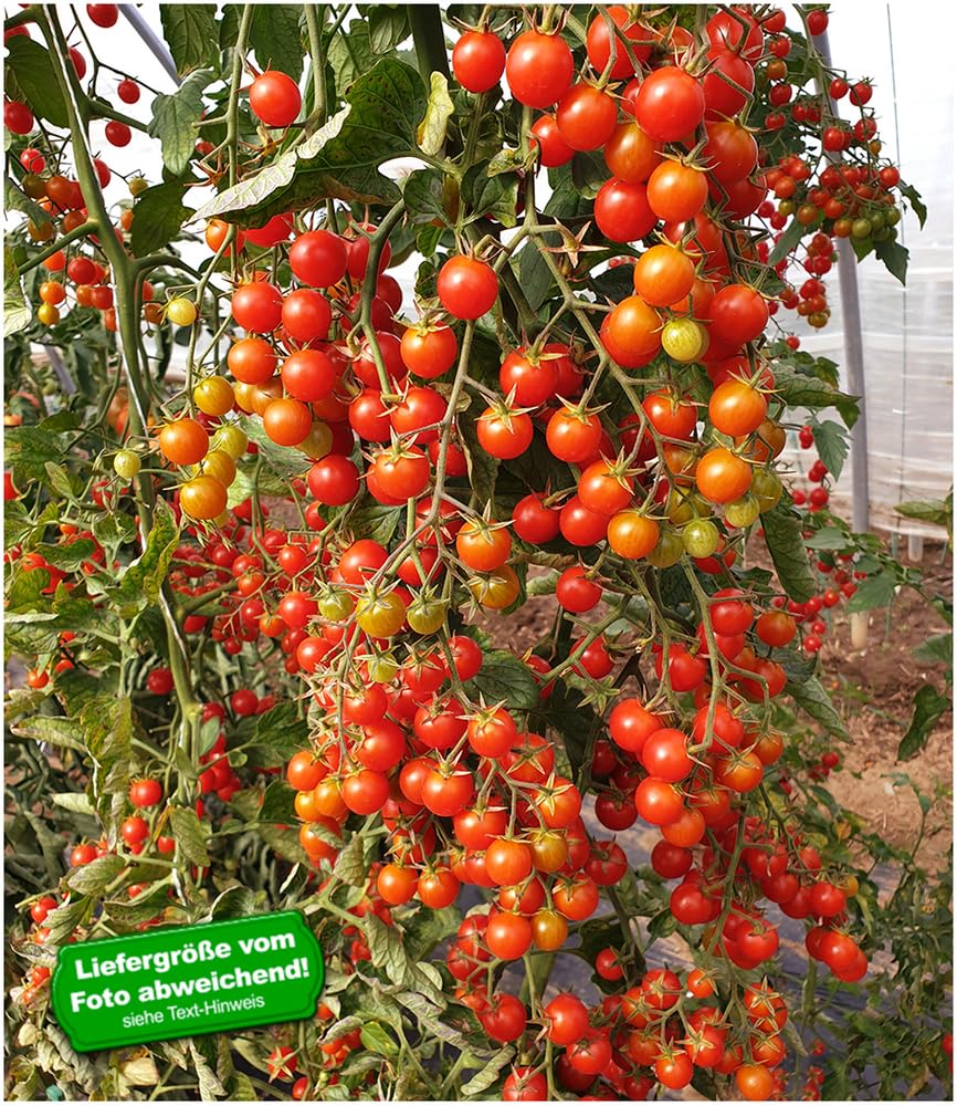 baldur-garten-snack-tomate-perlino-cherrytomate-2-pflanzen-im-10-5cm-topf image 2