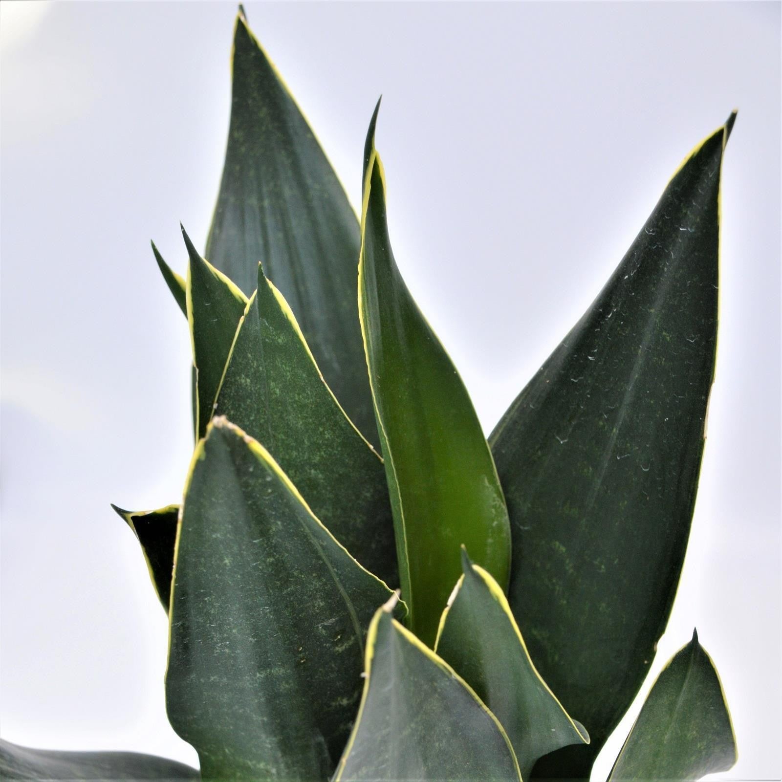 pasiora-sansevieria-black-diamond-zimmerpflanze-im-12cm-topf image 1