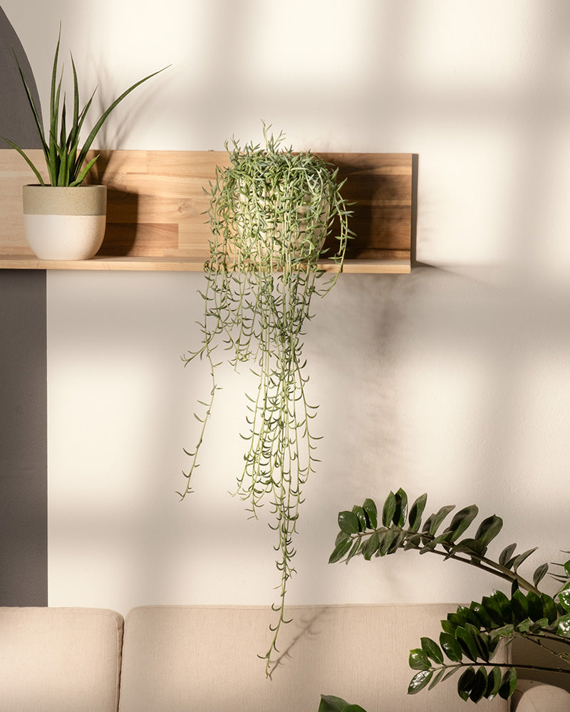 feey-senecio-radicans-string-of-bananas-h-ngepflanze image 4