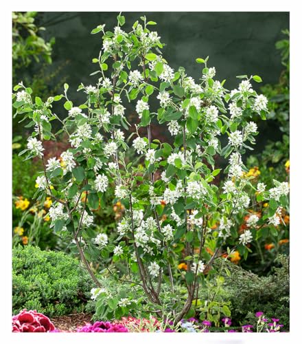 baldur-garten-felsenbirne-amelanchier-greatberry-garden-9x9-cm-topf image 5