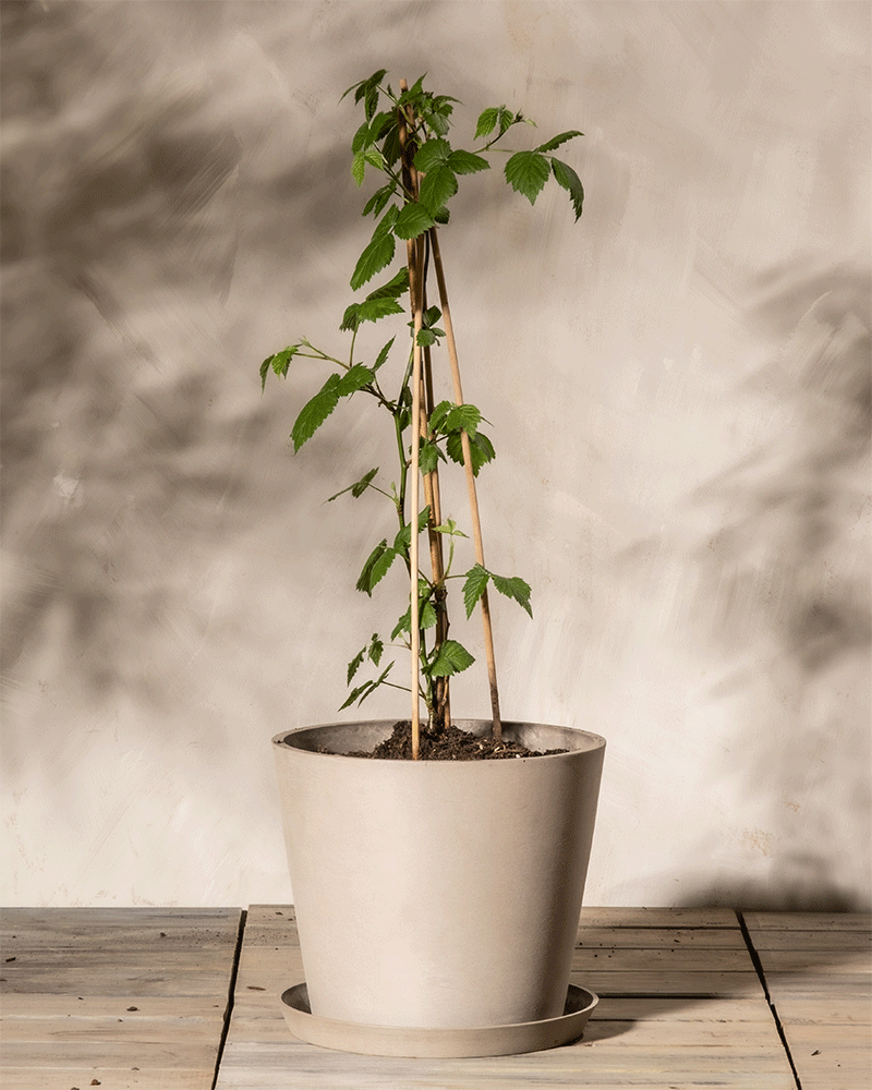 feey-brombeere-black-satin-rubus-fruticosus image 5