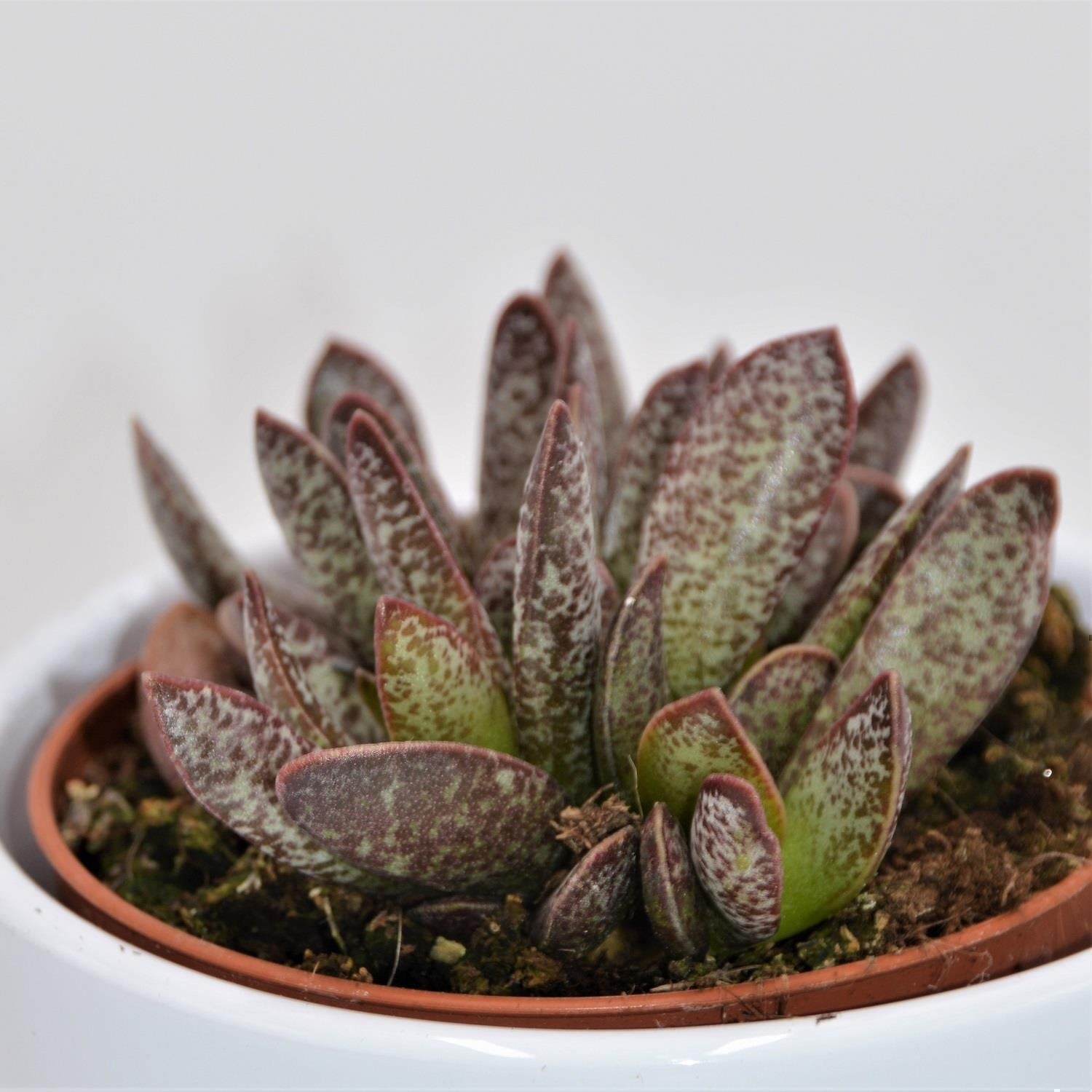 pasiora-adromischus-calico-hearts-sukkulente-im-8-5cm-topf image 1