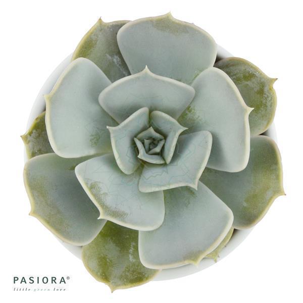pasiora-echeveria-lilacina-echeverie-6cm image 1