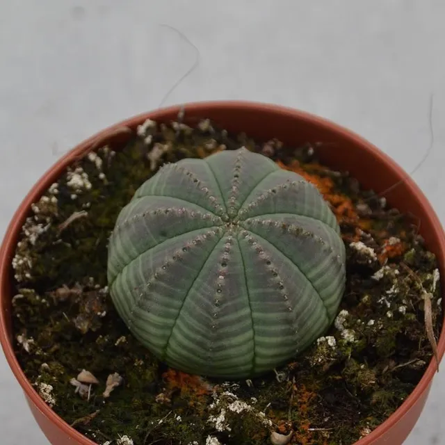 pasiora-euphorbia-obesa-sukkulente-8-5-cm-topf image 1