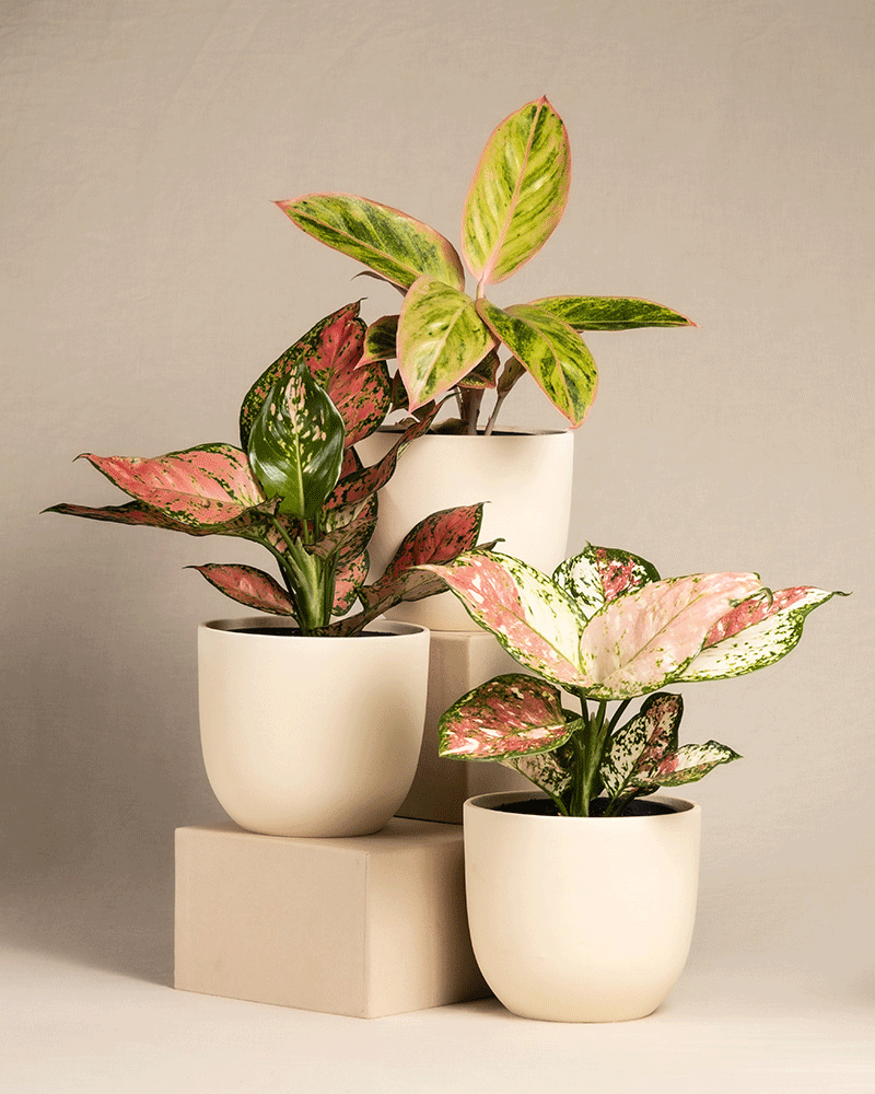 feey-buntes-aglaonema-trio-3x-zimmerpflanze image 7